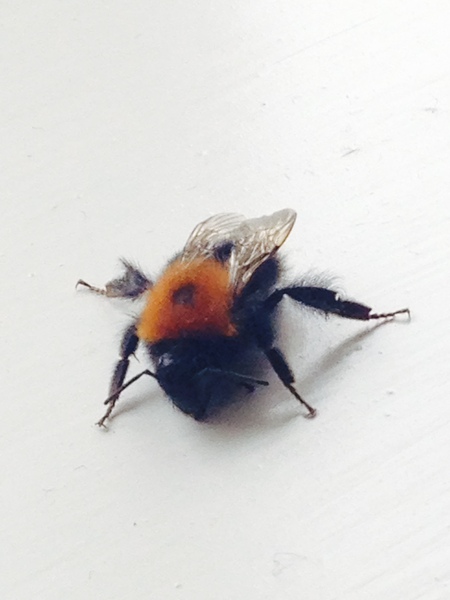 To pay a beekeeper to move a nest?