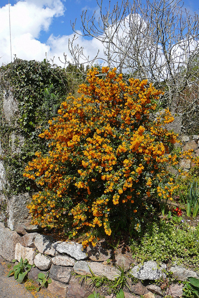 Can I move a Berberis without killing it?