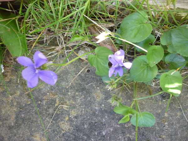 more plants to ID