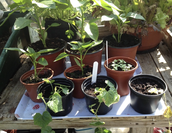 Allotment/Veg Patch Thread 6 -  Weed 'em and Reap!