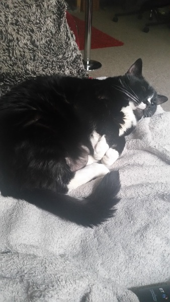 You know you're an over protective cat mum