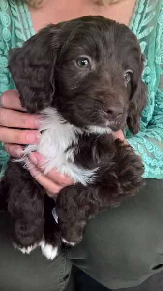 we got a new puppy today!!