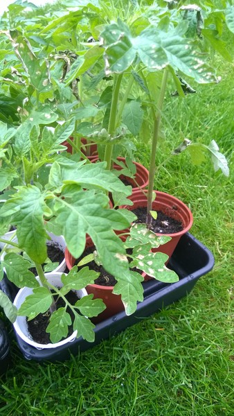 Pleasse look at this picture of my tomatoe plants - what's with the leaaves?