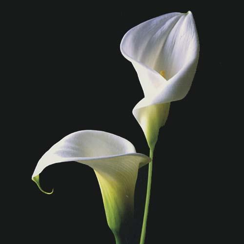 "in the midst of winter, I found there was within me, an invincible summer" Potting shed chat continues here