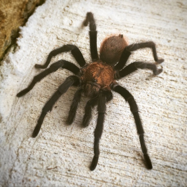 KLAXON!  it's delightfully disgusting!