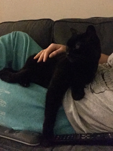 cozie or anyone? cat behaviour