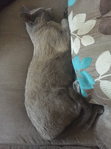 Russian Blue going bronze - anyone know why?