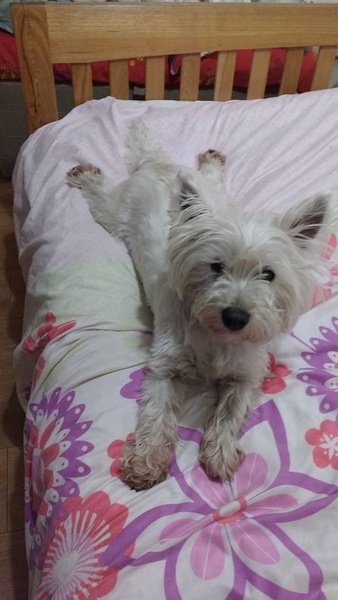 Key reasons for getting a dog - share them here - chance to WIN £300 NOW CLOSED