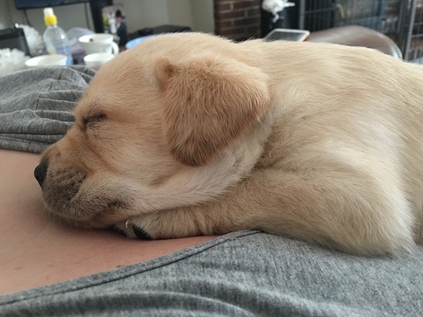 I'm getting a puppy!!