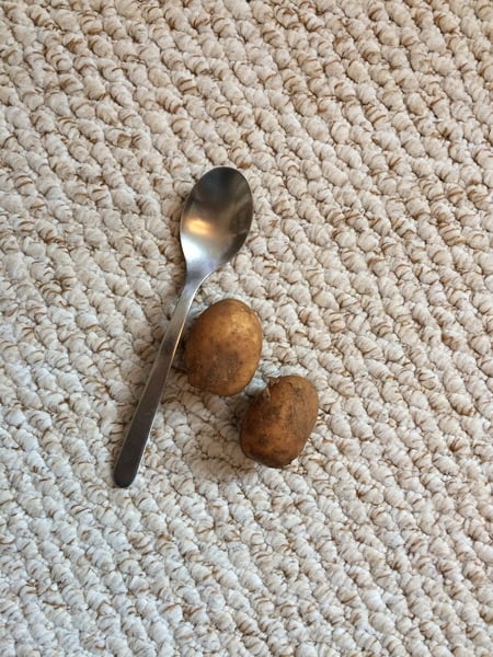 please critique our dinner