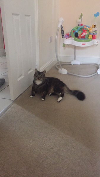 The frugaleers jovially jostle their way into June July and joyfulness