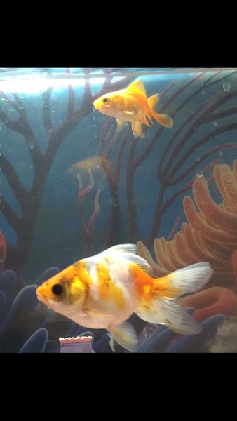 how many guppies