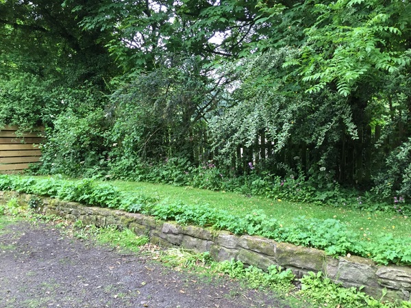 where on earth do I start? and how to get rid of hogweed?