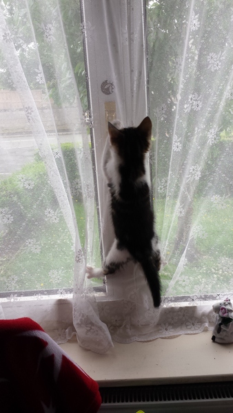 Can you tell me all I need to know about kittens please?