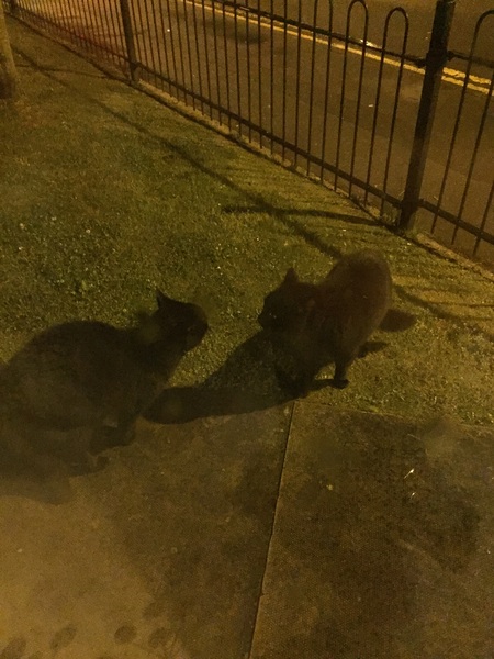 cozie or anyone? cat behaviour