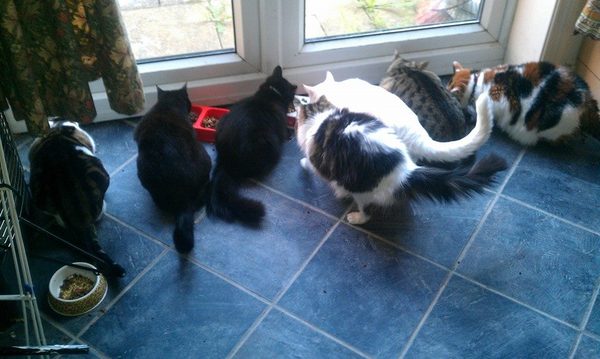 Too many pets?
