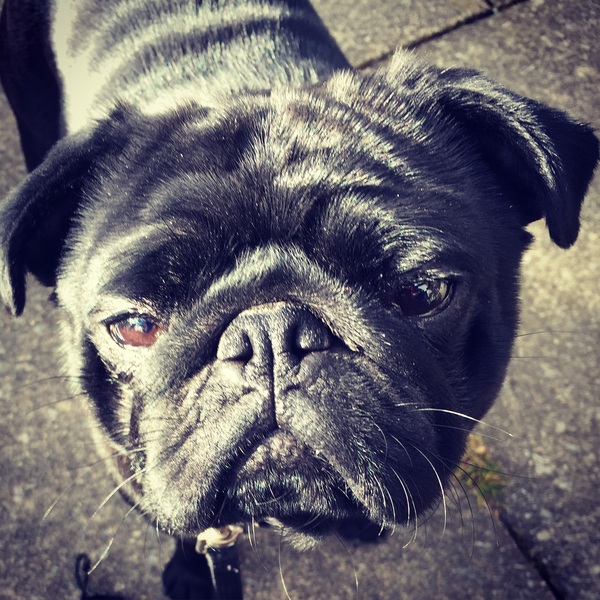Does your dog attract attention?