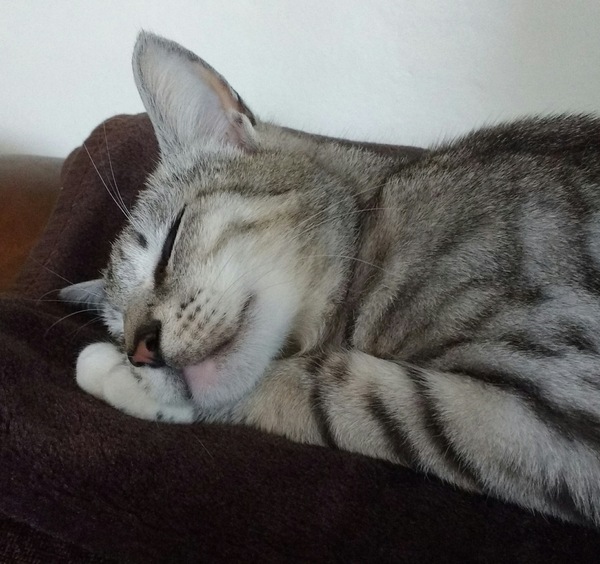 Puccini the Opera singing cat