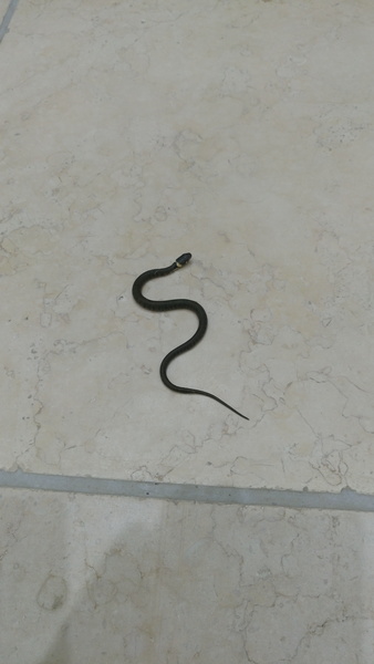 To ask you to look at the snake I found in the garden today? (title amended by MNHQ)