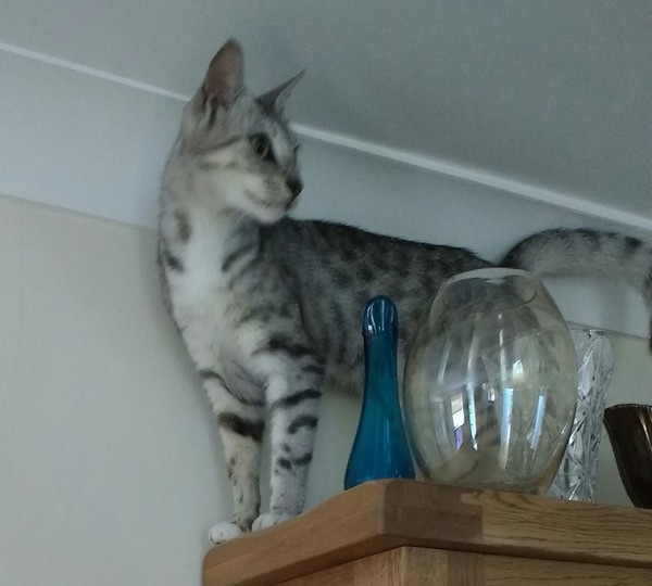 This isn't what I ordered!