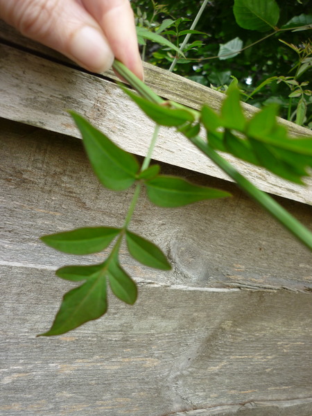 more plants to ID