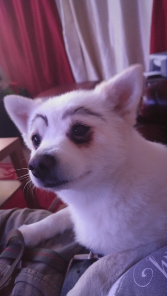 Two Dogs needed for production of Legally Blonde (Putney)
