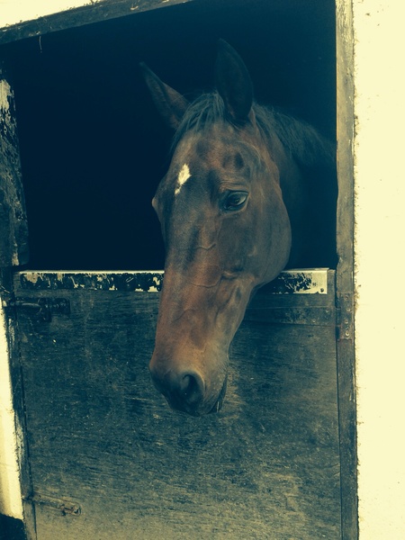 Brave Babes Battle Bus