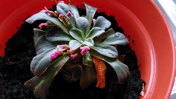 What is this plant?