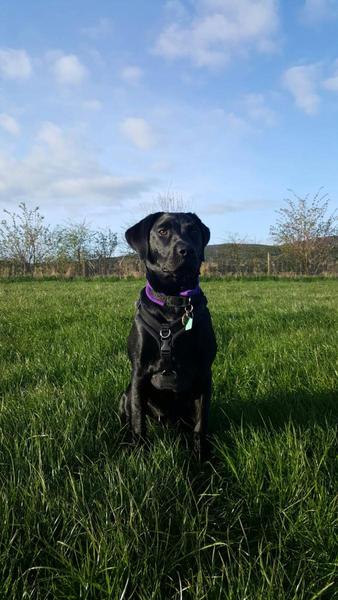 Brave Babes Battle Bus