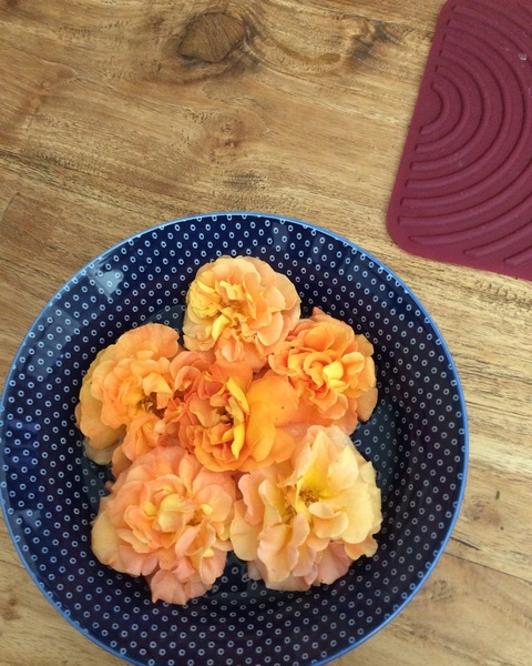 Advice on cut flower garden