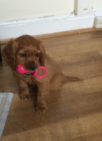 I'm getting a puppy!!