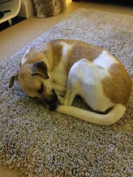 White with grey brindle markings?
