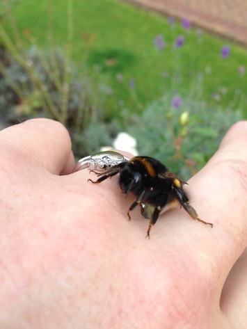 To pay a beekeeper to move a nest?