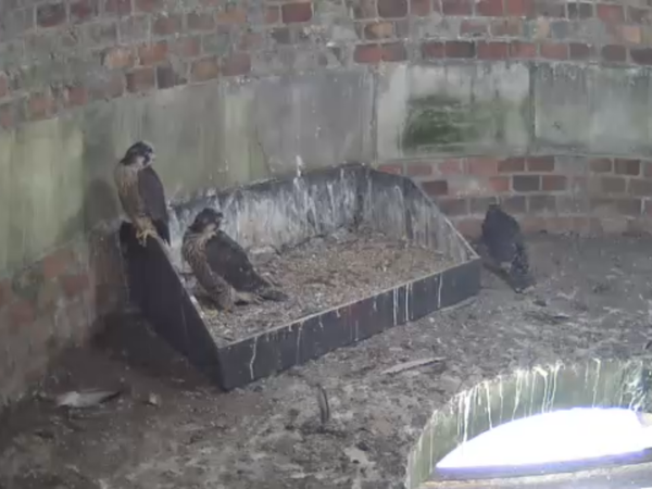 Had a lovely 30 minutes watching the birds in the front garden