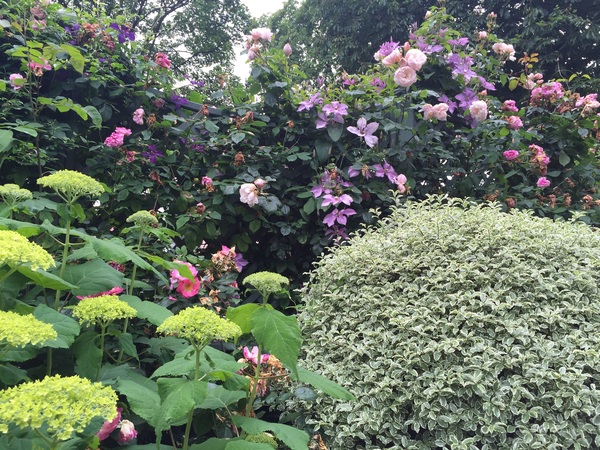 "in the midst of winter, I found there was within me, an invincible summer" Potting shed chat continues here