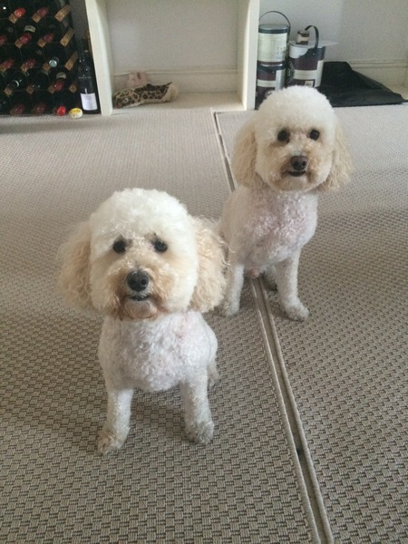 Does your dog attract attention?