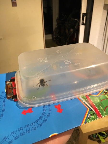 To pay a beekeeper to move a nest?