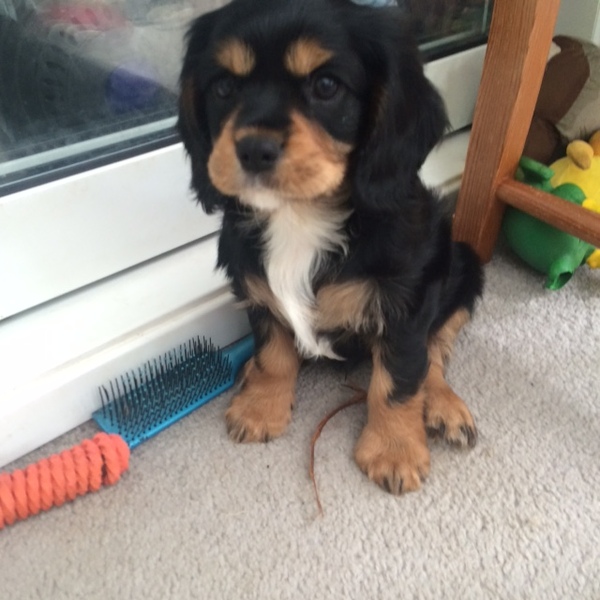 Wanna see a puppy?!