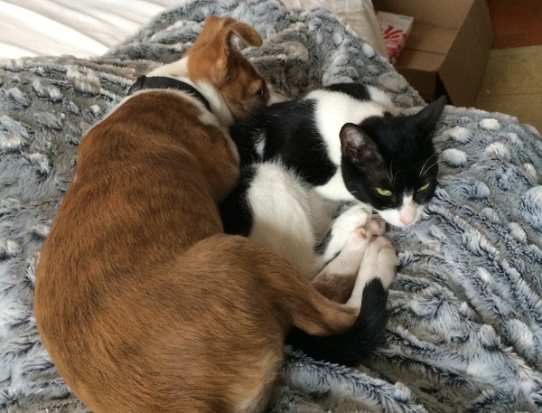 Kitten and dog playing