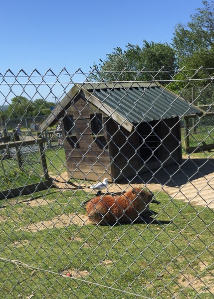 Guinea-Pig Wedding at 70s House ;)