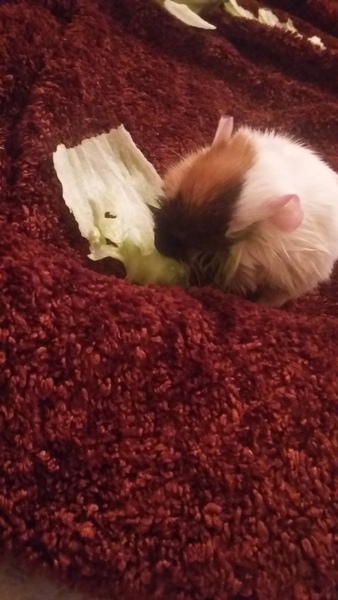 Guinea pig close to death tips