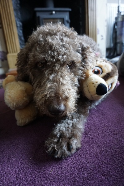 Key reasons for getting a dog - share them here - chance to WIN £300 NOW CLOSED