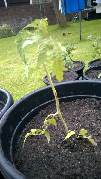 Please look at my tomatoe plants - any advice?