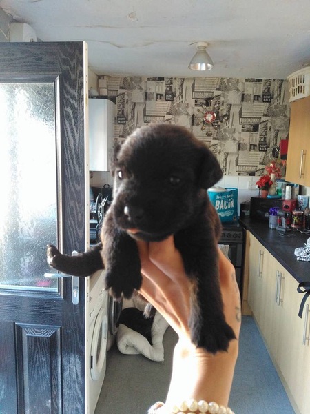 Wanna see a puppy?!