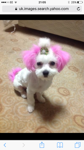 help with dog dye? I think we've been lied to