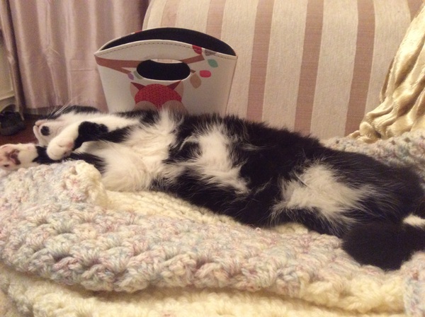the paw - pictures