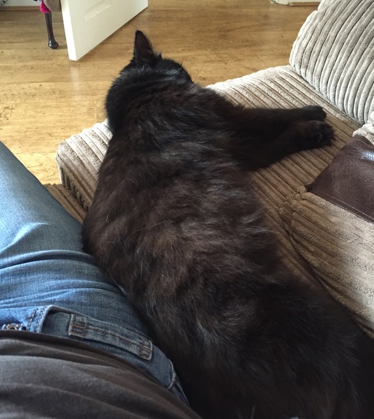 *UPDATE* Can I have my perfect cat?