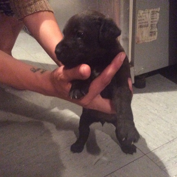Wanna see a puppy?!