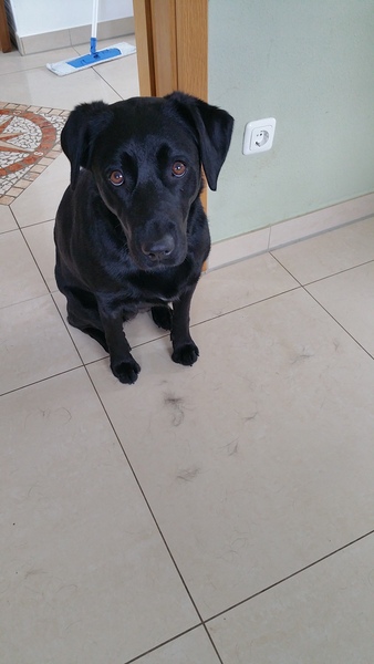 black labrador, area, pale tiled floors, moulting. out of control
