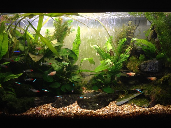 Anyone want to share aqaurium pics?